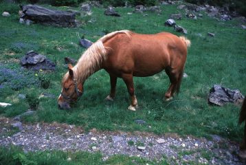 un cavallo al pascolo lungo il sentiero per il Rifugio Baroni (22-5-1999)