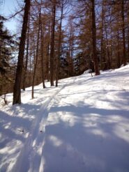 Salendo nel bosco 