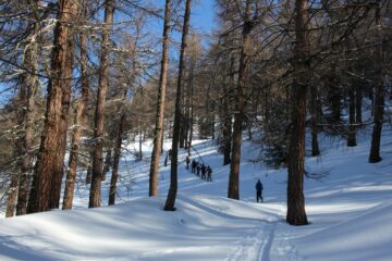 salita nel bosco di larici