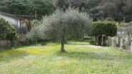 prati e alberi in fiore