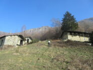 salendo verso il bosco di betulle