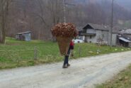 Lavori antichi, a raccogliere foglie con il garbin