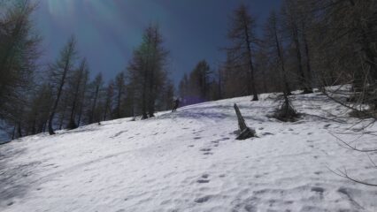 Bosco delle Ferlette in firn