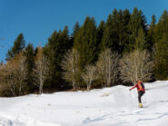 Al limitare del bosco