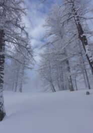 Quasi fuori dal bosco