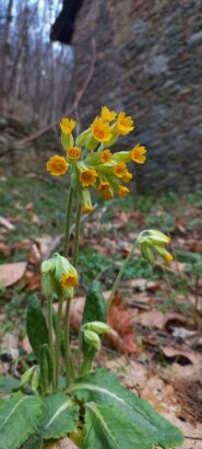 Primula odorosa