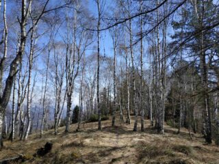 Betulle salendo al Monte casto.