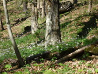 Tenero sottobosco