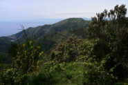 Monte Fasce dal Cordona