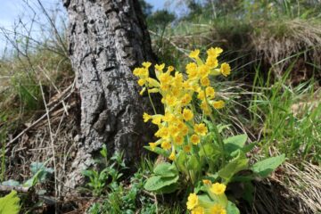 Primula veris