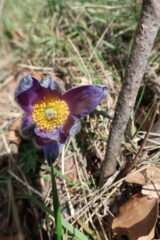 Pulsatilla