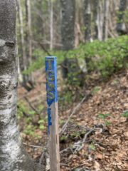 Le paline dal passo di calinazzo alla cima del monte pilastro