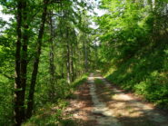 C'è una strada nel bosco...