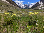 Fioritura e Becca di Luseney ancora ben innevata