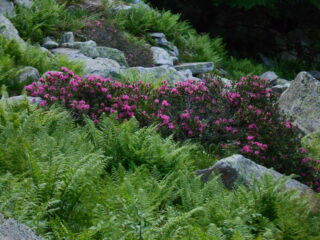 Un buon inizio per i rododendri