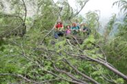 Alberi sul sentiero prima dell'Alpe Casias