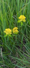 Euphorbia gibelliana