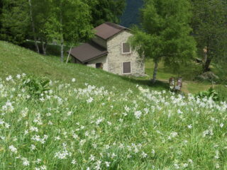 fioritura di narcisi e Rifugio Margherita