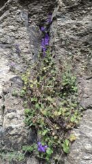 Campanula Elatines, un endemismo da preservare