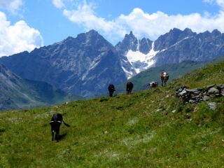 Nei pressi di Clevé de la Seya con la P.ta di Cian sullo sfondo.