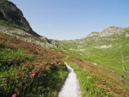 Sentiero in mezzo ai rododendri,verso porta Biecai