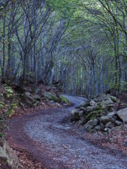 Nella faggeta sopra San Giacomo