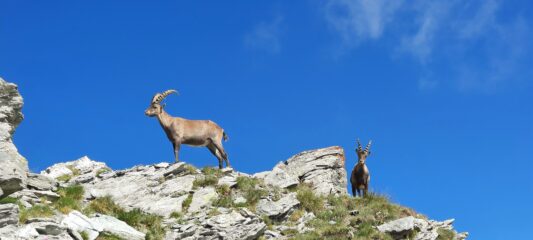 Oggi più stambecchi che persone