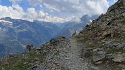 Camosci sulla via di ritorno