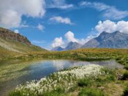 Il lago con eriofori. Sfondo Grivola.