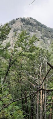 la cresta dal bosco con tanti alberi caduti