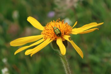 Arnica con traumi e contusioni