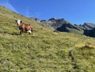 pascoli verso Col de la Bonne Mort