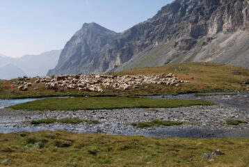 Pecore e Monte Brun sul pianoro dopo Mase