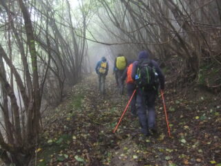 Sentiero nell' umido bosco 