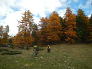 discesa su bei prati e larici in veste autunnale