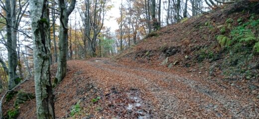 Sterrata dall' Alpe Pian del Latte a Case Fascei 