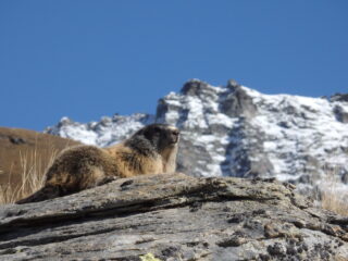 Marmottona pre-letargo!