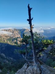 La seconda calata su albero