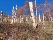 il bosco fantasma