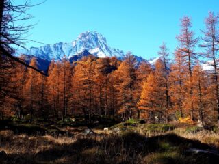 La Bessanese emerge dal bosco di larici.