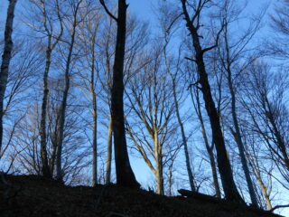 Presso il Monte Sebanco. Magie del faggeto