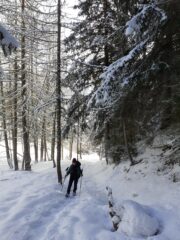 Salendo nel bosco.